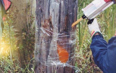 Polyurethane compound was specifically developed to repair wood utility poles damaged by woodpeckers